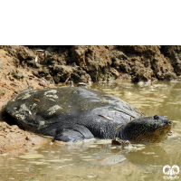 گونه لاکپشت فراتی Mesopotamian Softshell Turtle